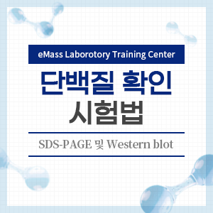 단백질 확인 시험법 (SDS-PAGE 및 Western blot)